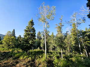View of local wilderness