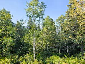 View of local wilderness with a view of trees