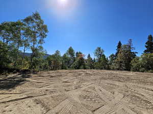View of local wilderness