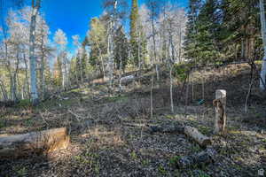 View of nature featuring a forest view