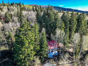 Drone / aerial view featuring a view of trees