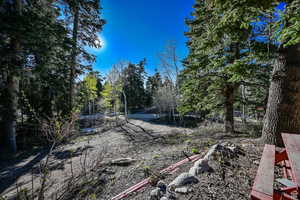 View of local wilderness