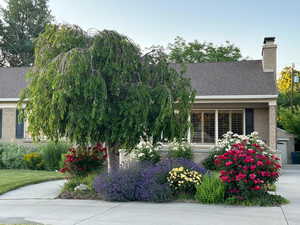 View of property hidden behind natural elements featuring a chimney, brick siding, and a shingled roof