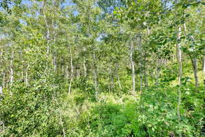 View of local wilderness