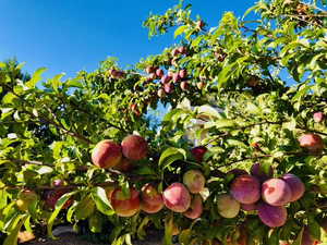 Peaches!