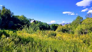 View of local wilderness with a mountain view