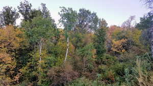 View of local wilderness with a forest view