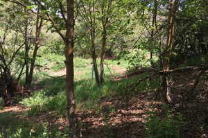 View of nature featuring a wooded view