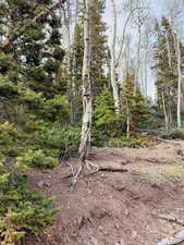 View of local wilderness