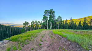 View of yard featuring a view of trees