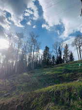 View of local wilderness