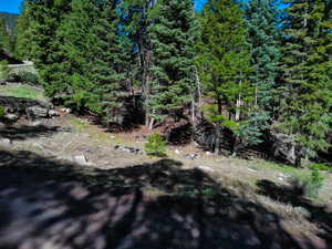 View of local wilderness with a view of trees
