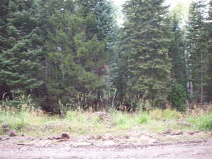 View of local wilderness with a view of trees