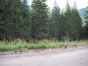 View of local wilderness