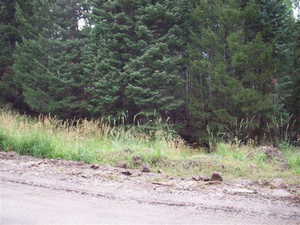 View of local wilderness with a forest view