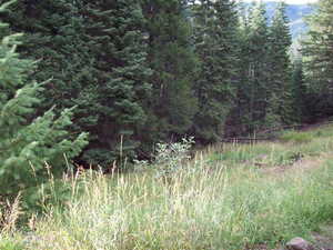 View of landscape featuring a view of trees