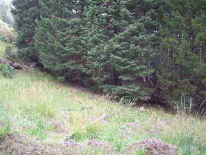 View of local wilderness with a view of trees