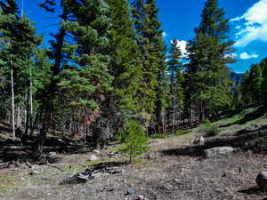 View of nature with a view of trees