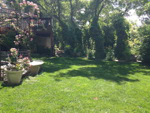 View of backyard from summer.