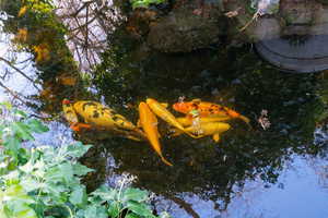 View of one of two backyard Koi ponds.