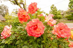 Beautiful roses surrounding home.