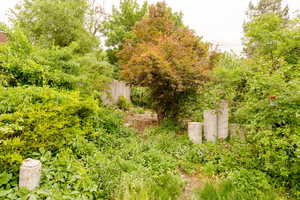 View of local wilderness