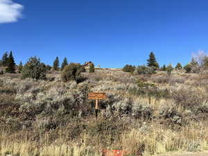 View of local wilderness