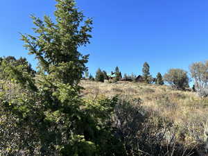 View of local wilderness