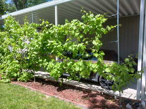 View of grape vines that grow along the driveway for added privacy