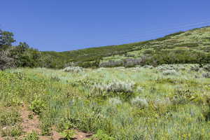 View of local wilderness