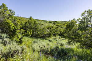 View of nature