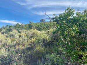 Scrub Oak on property