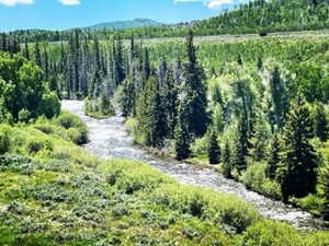 Bird's eye view with a wooded view