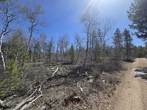View of local wilderness