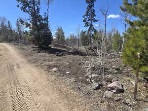 View of local wilderness