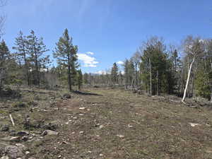 View of nature