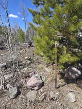 View of local wilderness
