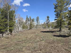 View of local wilderness