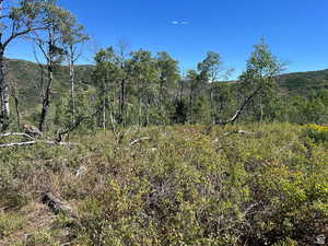 View of local wilderness featuring a view of trees