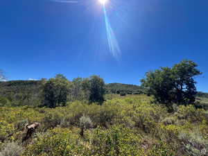 View of landscape with a view of trees