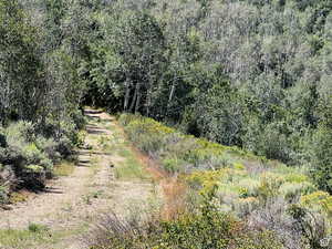 View of local wilderness with a forest view