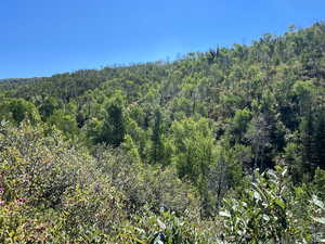 View of local wilderness featuring a view of trees