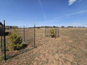 Pine Trees planted!