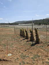 Trees planted