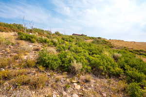View of local wilderness