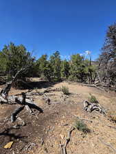 Beautiful secluded 10 acres with tons of trees and views!