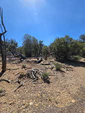 Beautiful secluded 10 acres with tons of trees and views!