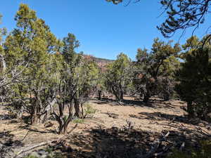 Beautiful secluded 10 acres with tons of trees and views!