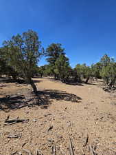 Beautiful secluded 10 acres with tons of trees and views!