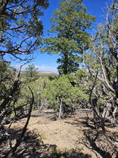 Beautiful secluded 10 acres with tons of trees and views!